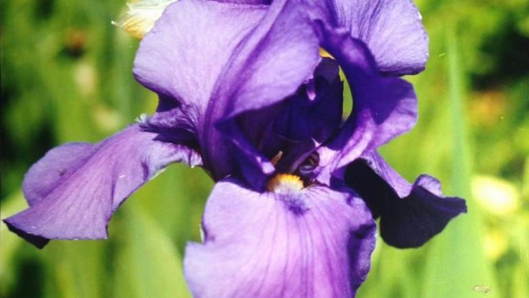 6° Concorso Internazionale dell’Iris