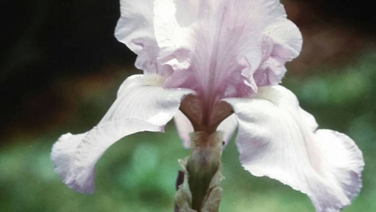 10° Concorso Internazionale dell’Iris