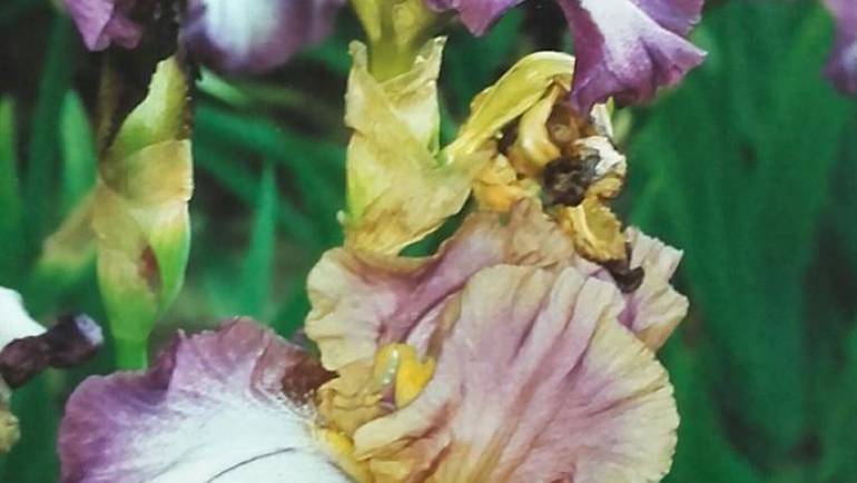 35° Concorso Internazionale dell’Iris