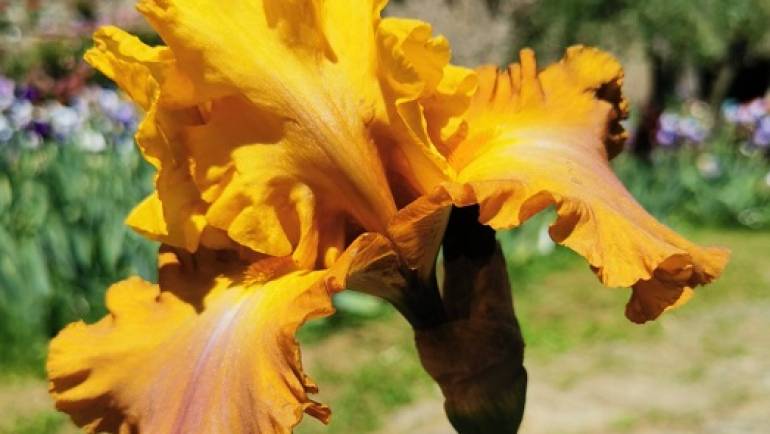 46° Concorso Internazionale dell’Iris