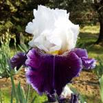 JUST THE TICKET, Schreiner’s Iris Gardens (USA)