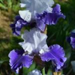 DRIFTING, Schreiner's Iris Garden (USA)