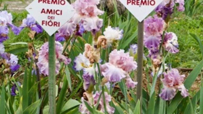60° Concorso Internazionale dell’Iris