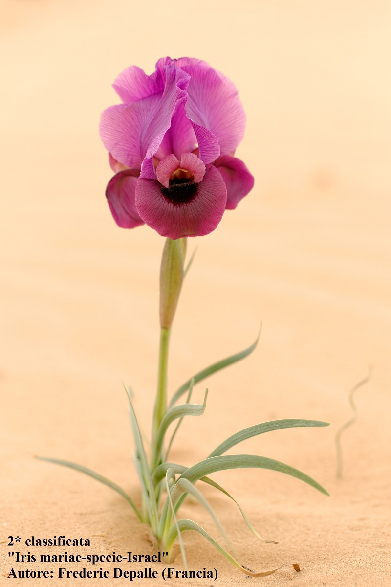 Iris Mariae-specie-Israel - F. Depalle (Francia)