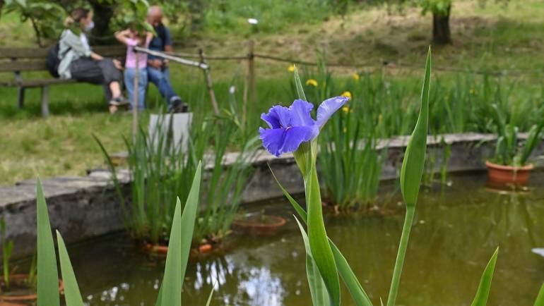 Chiacchierata sulle iris acquatiche con Roberto Pellegrini