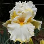 CLOUD DWELLER, Schreiner’s Iris Gardens (USA)