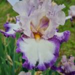 GRAYS PEAK, Schreiner’s Garden (USA)