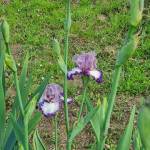 GRAYS PEAK, Schreiner’s Garden (USA)