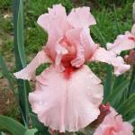 I PINK I CAN di Schreiner’s Iris Garden (USA)