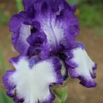 SPIRIT RIDER, Schreiner’s Iris Garden (USA)