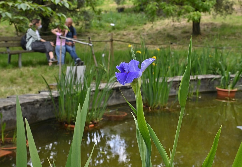 Chiacchierata sulle iris acquatiche con Roberto Pellegrini