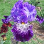 JAWBONE FLATS, Schreiner’s Garden (U.S.A.)