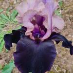 GOTHAM, Schreiner’s Garden (USA)