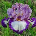 GRAYS PEAK, Schreiner’s Garden (USA)