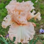 FILLE DE SICILE, Roland Dejeux (Francia)