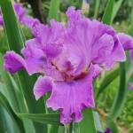 SEQUIM, Schreiner’s Garden (USA)